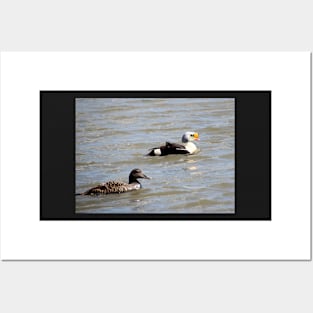 Eiders Posters and Art